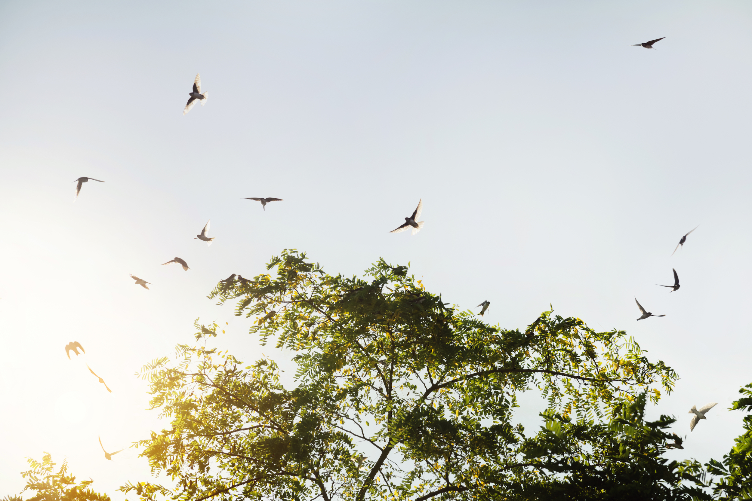 Crowd of Common Swifts
